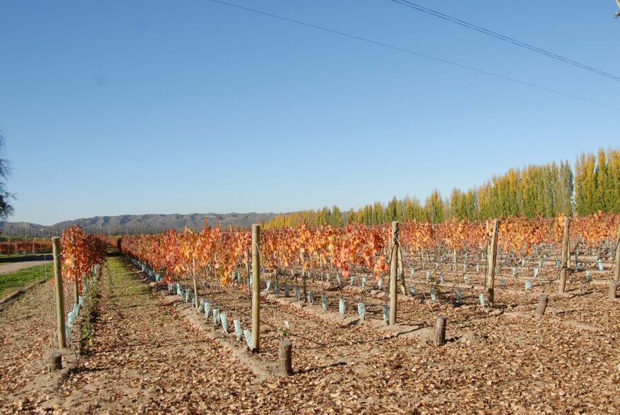 Mendoza: Full Day Wine Tour with 3 Course Lunch - Who will enjoy this Mendoza wine day?