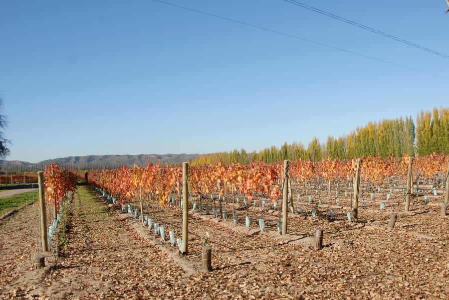 Mendoza: Full Day Wine Tour with 3 Course Lunch - At the first winery, wine becomes more than a tasting