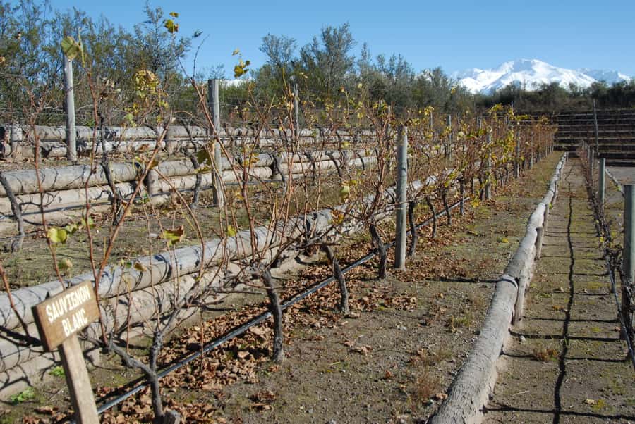 Mendoza: Full Day Wine Tour with 3 Course Lunch - The second winery and the value of comparing regions