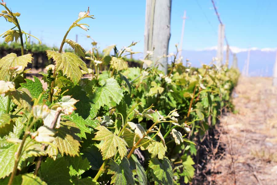 Mendoza: Half-Day Wine Tour with Tastings - Key points to know before booking