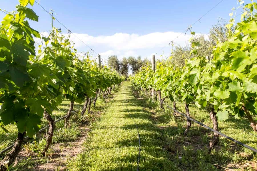 Mendoza: Winebike Tasting Tour with Optional Lunch - Why this is a different way to see Mendoza wine country