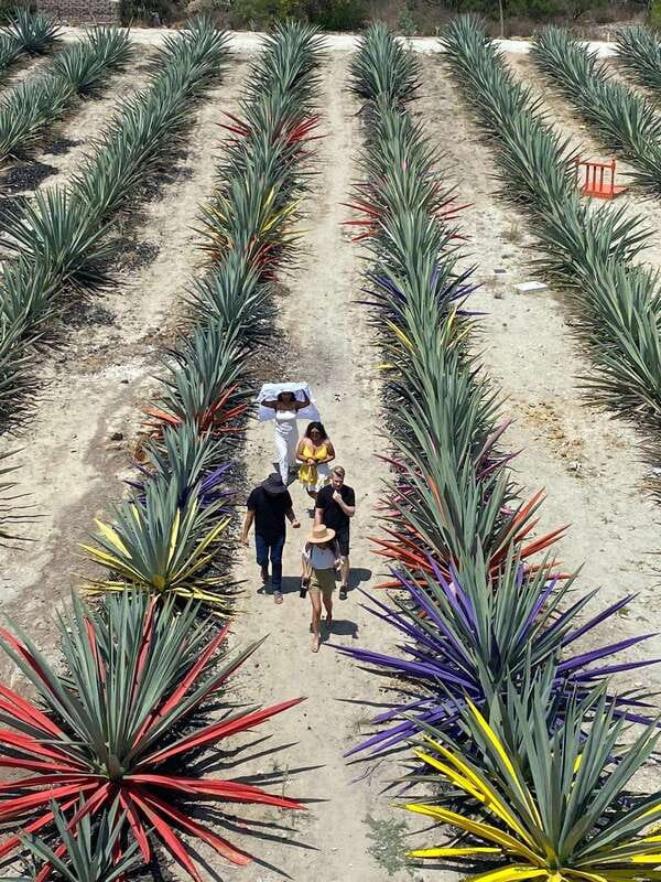 Mezcal Tour Oaxaca - Key points to know before booking