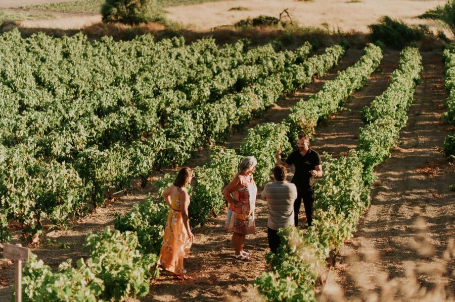 Milos Island: Kostantakis Winery Wine Tasting Experience - Should you book the Kostantakis tasting?