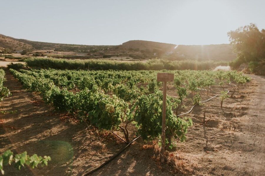 Milos Island: Kostantakis Winery Wine Tasting Experience - Why the family setting matters