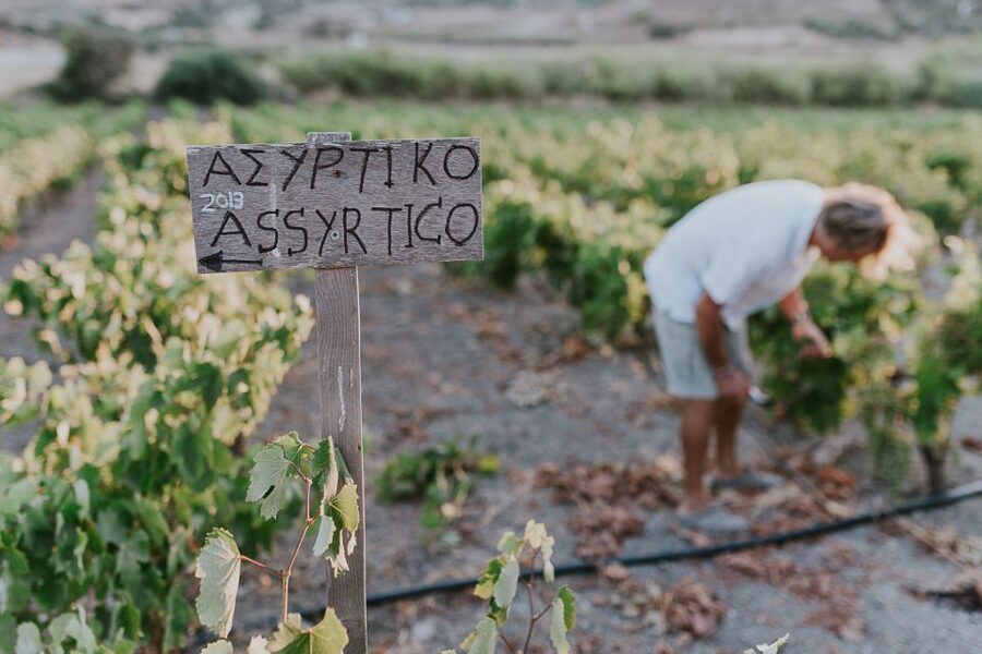 Milos Island: Kostantakis Winery Wine Tasting Experience - What to know before you book