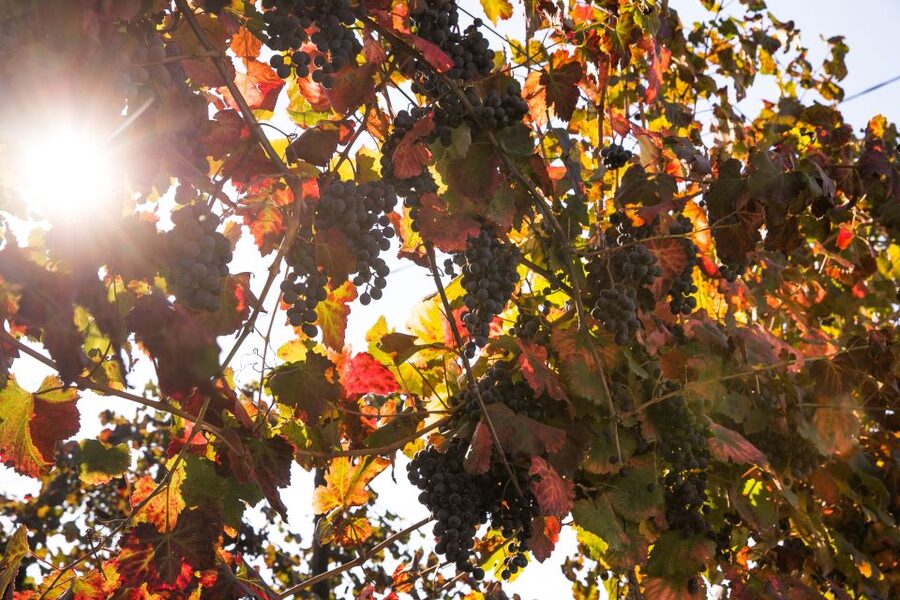 Modena: Balsamic Vinegar Tasting Experience - Key points to know before you book