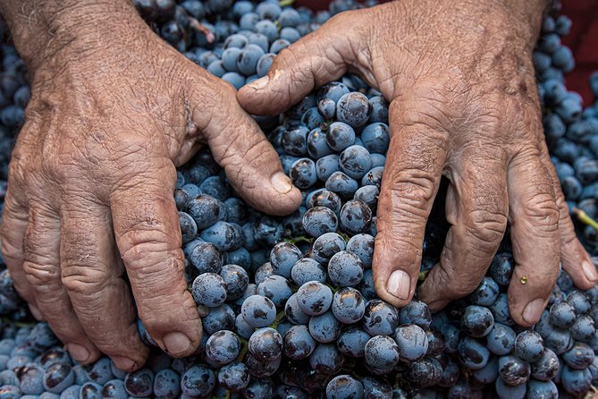 Montalcino: Brunello Wine Tasting Experience - Keep expectations realistic about portion size