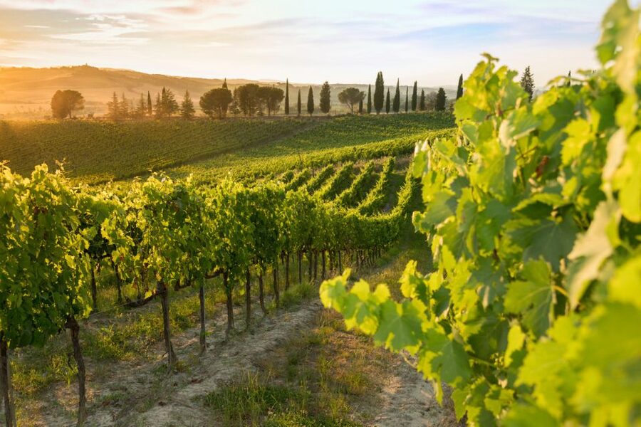 Montalcino: Brunello Wine Tasting Experience - What the guide adds to the visit