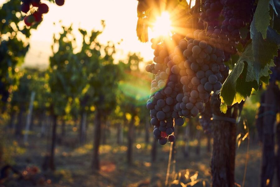 Montalcino: Brunello Wine Tasting & Lunch in a Tuscan Castle - Should you book the castle wine tasting?