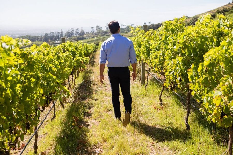 Montalcino: Castle and Vineyards Tour with Tasting - Walking the castle walls and courtyards
