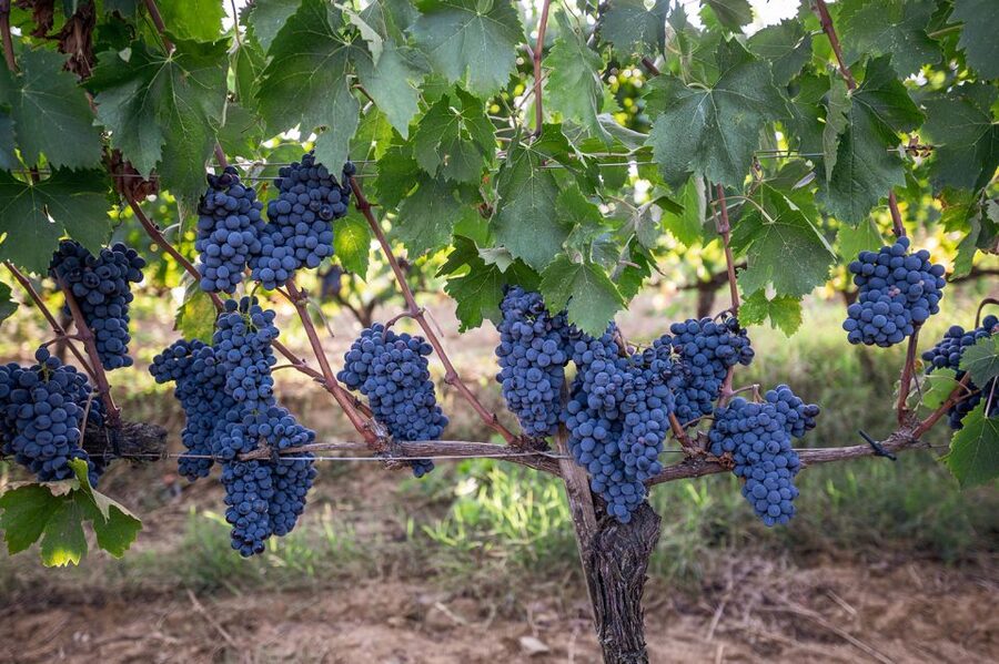 Montalcino: Private Cellar Tour, Wine Tasting & Appetizers - The cellar tour and the path from grape to bottle