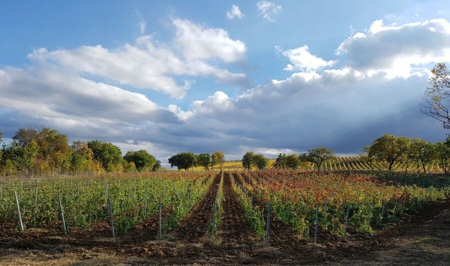 Montepulciano: Tuscan Winery Tour with Wine Tasting & Meal - Practical details that matter