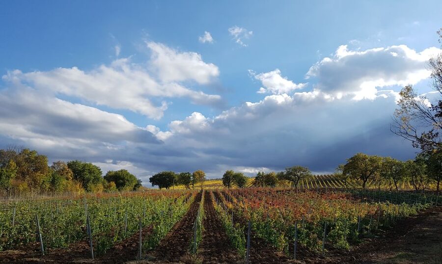 Montepulciano: Winery Tour, Tasting, and Vineyard Picnic - Key points at a glance