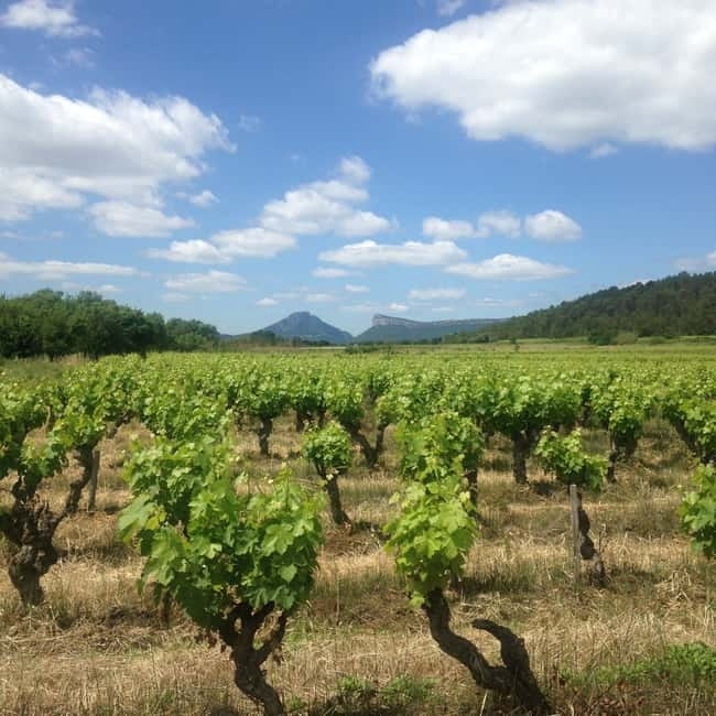 Montpellier: Pic Saint-Loup Wine Tour - Booking details worth knowing
