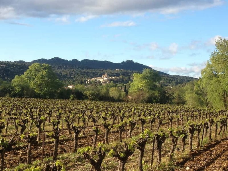 Montpellier: Pic Saint-Loup Wine Tour - The €30 meal at the family home