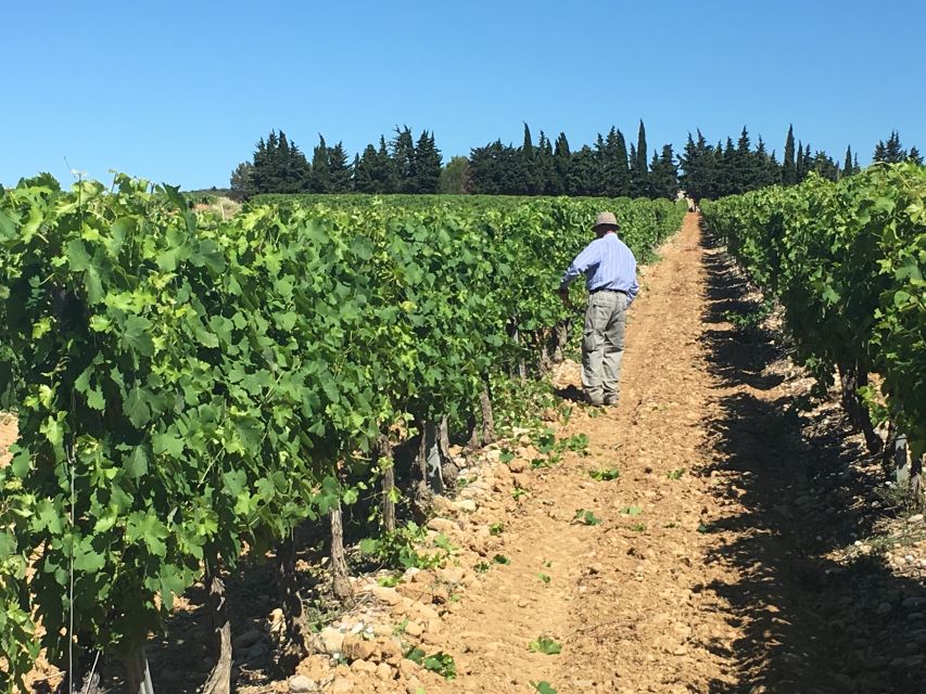 Montpellier Wine and Oyster Tour - Key points at a glance