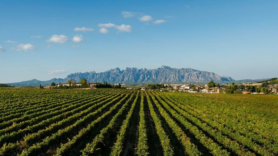 Montserrat & Cava Wineries Day Trip from Barcelona w/ Pickup - Who should choose this tour