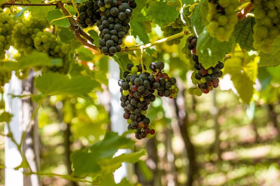 Montserrat & Cava Wineries Day Trip from Barcelona w/ Pickup - Riding from Barcelona to Montserrat