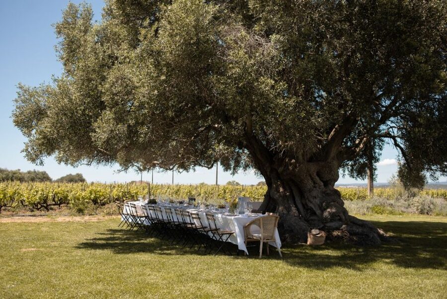 Morgado do Quintão Lunch and Wine Tasting - Why the ancient olive tree matters