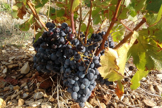 Morning Wine Tour to Chateauneuf du Pape from Avignon - The small van and the value of included transport