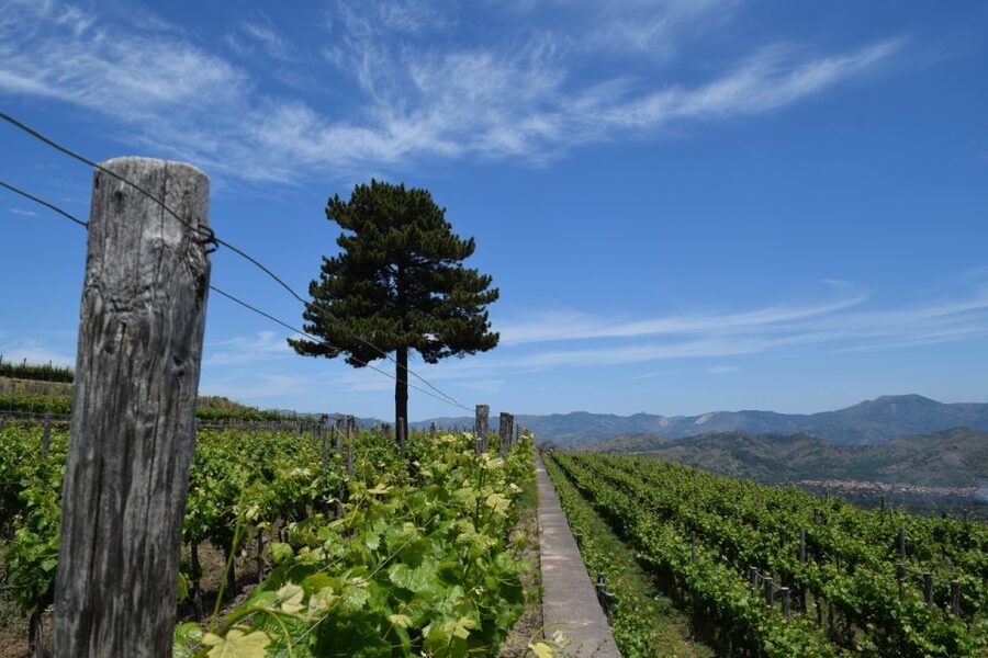 Mount Etna: Winery Tour and Tasting - Five wines, with some variation in the tasting