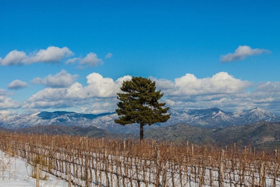 Mount Etna: Winery Tour and Tasting - Should you book the Gambino wine tasting?