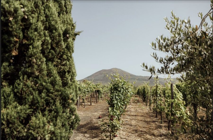 Mount Vesuvius: Vineyard Tour with Wine Tasting and Lunch - Meeting the Russo Family Winery