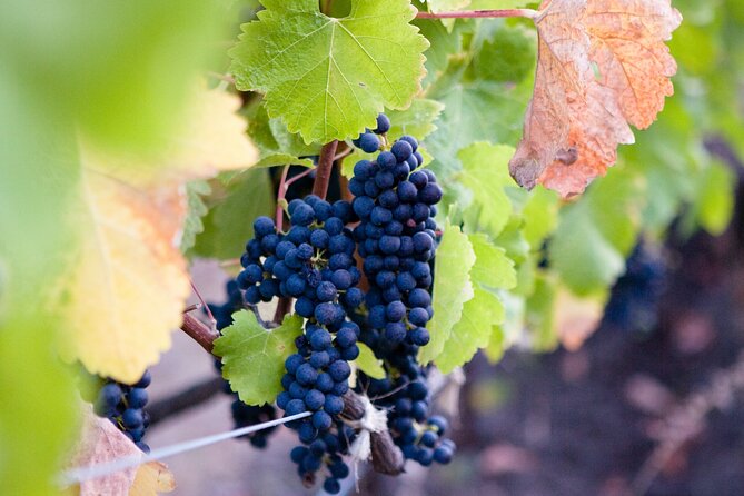 Mt Etna and Wine tasting tour from Catania - Pickup from Catania and the road to Etna