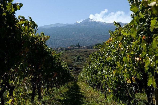 Mt Etna and Wine tasting tour from Catania - Is $128.85 good value?