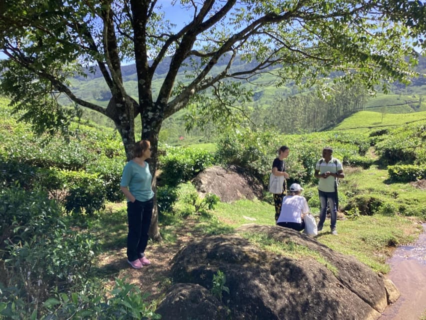 Munnar: Tea trail, Tea Factory, and Tea Tasting Tour - Tasting black, green, and specialty teas
