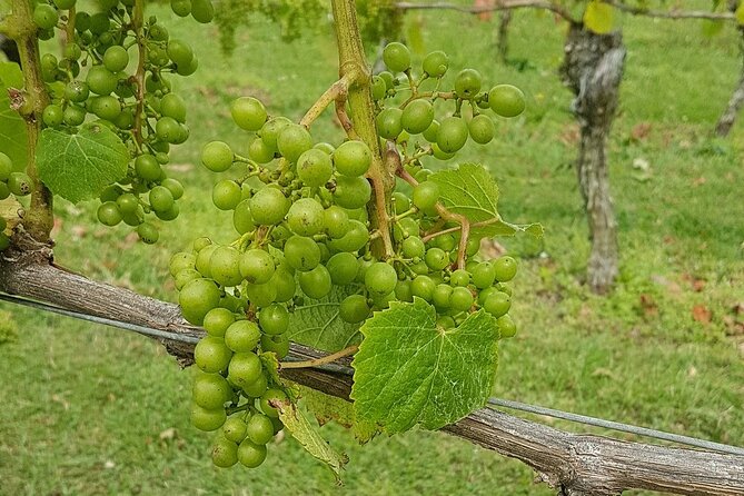 Muriwai Scenic Wine Tour from Auckland - What the guides add to the afternoon
