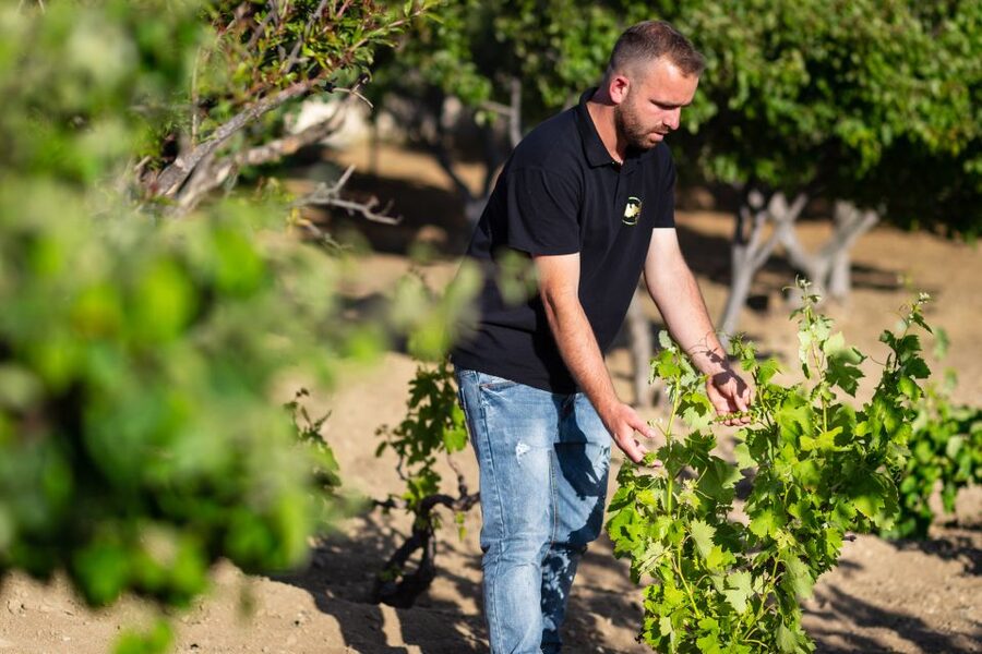 Mykonos: Winery Vineyard Experience with Food & Wine Tasting - A family vineyard outside Mykonos Town