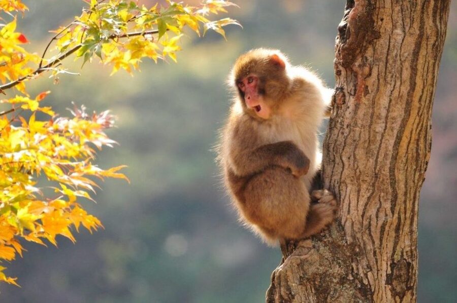 Nagano: Snow Monkeys, Zenkoji Temple & Sake Day Trip - Key points at a glance
