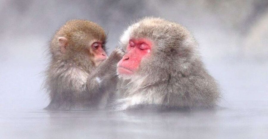 Nagano: Snow Monkeys, Zenkoji Temple & Sake Day Trip - Why this makes a strong Nagano day trip