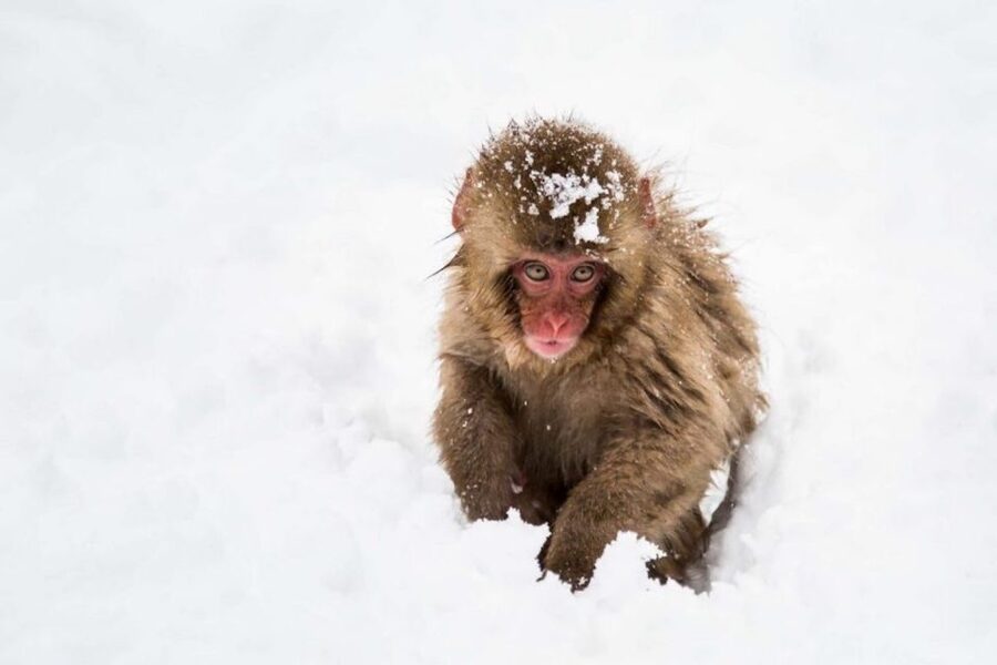Nagano: Snow Monkeys, Zenkoji Temple & Sake Day Trip - What the guides add