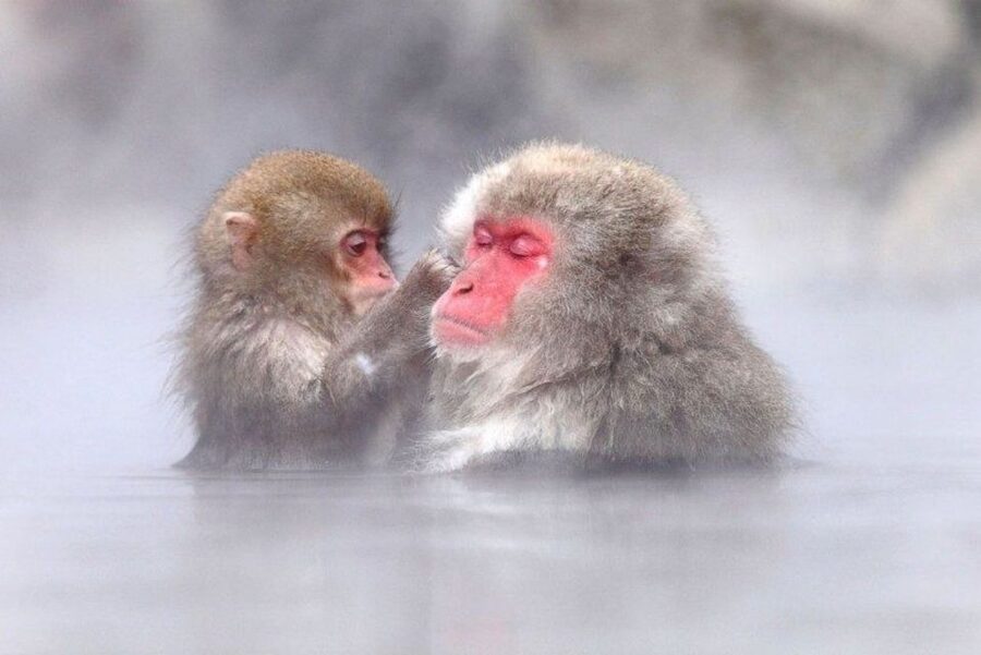 Nagano: Snow Monkeys, Zenkoji Temple & Sake Day Trip - Starting from Nagano or Hakuba
