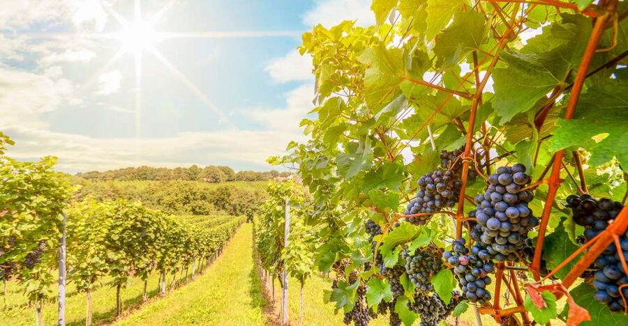 Napa Valley: Guided Wine Tour with Picnic Lunch - Key points to know before you book