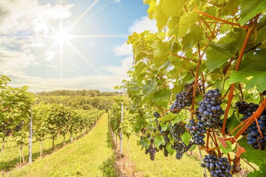 Napa Valley: Guided Wine Tour with Picnic Lunch - The first winery: an introduction to Napa’s personal side