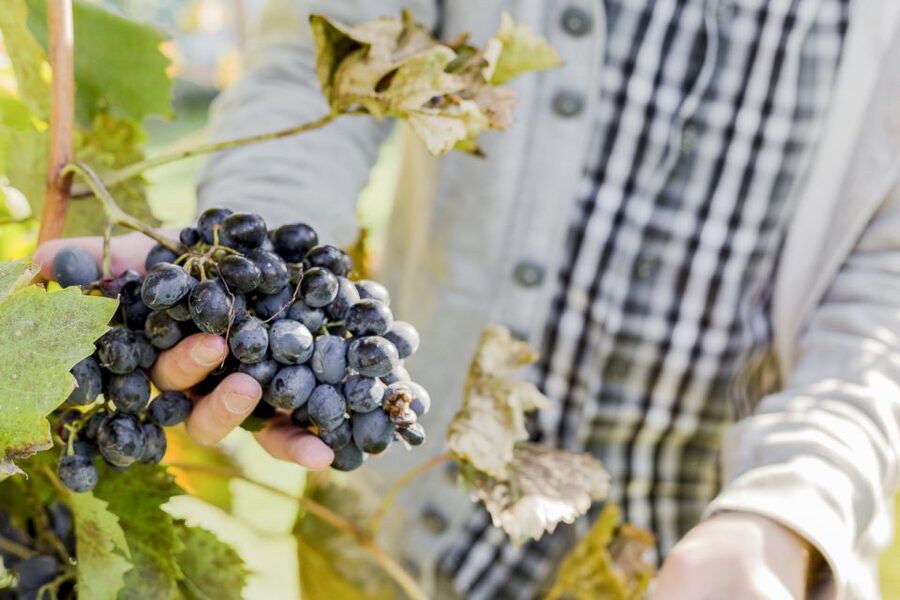 Napa Valley: Guided Wine Tour with Picnic Lunch - Picnic lunch at a winery