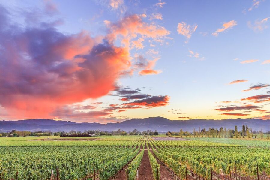 Napa Valley: Guided Wine Tour with Picnic Lunch - The third winery and the final comparison