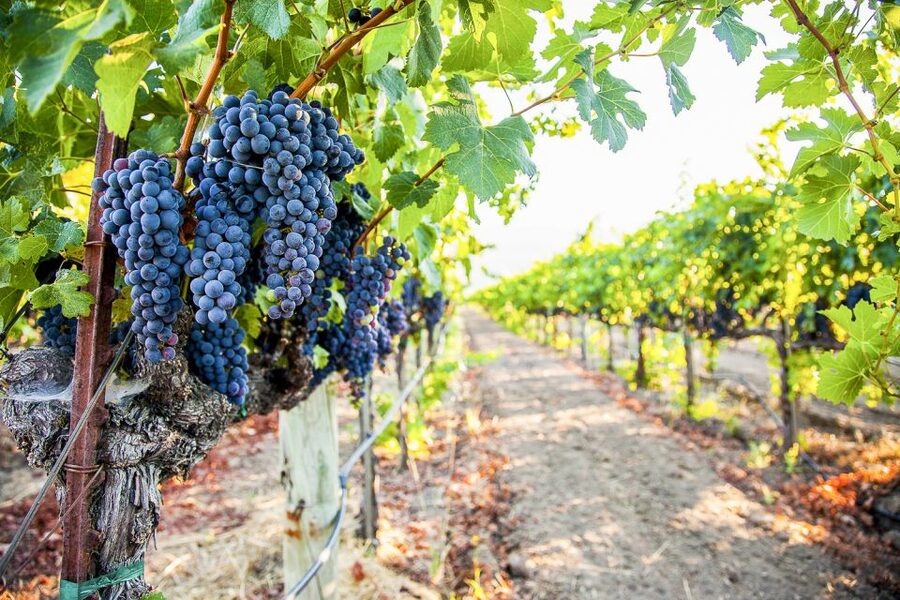 Napa Valley: Guided Wine Tour with Picnic Lunch - Price, tasting fees, and overall value