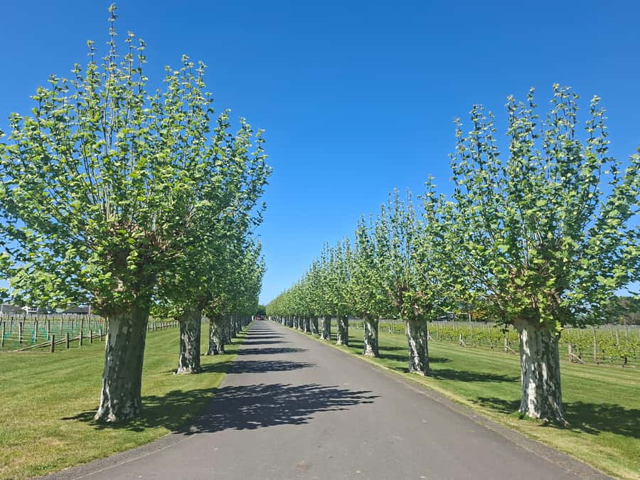 Napier: Afternoon Winery Tour Tasting at 3 Great Wineries - Is $112 a fair price for five hours?