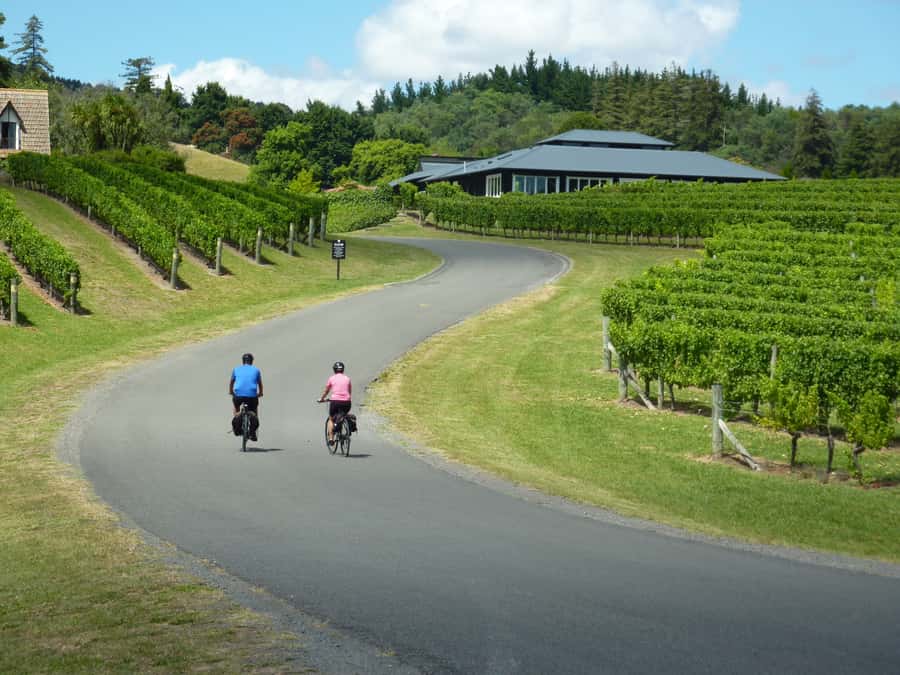 Napier: Cape Coast Winery Tour on E-Bikes - A wine route with real scenery between the stops