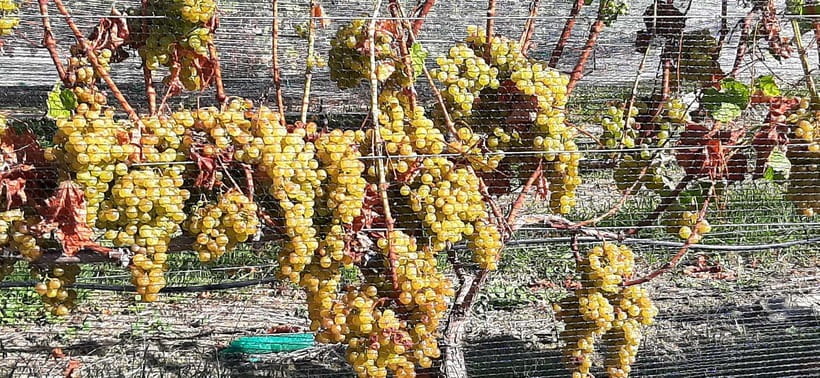 Napier: Winery + Gin Tasting Tour with Lunch Thu Fri Sat - Why this half-day works well in Hawke’s Bay