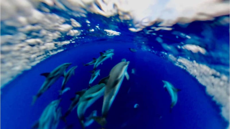 Naxos: Taormina Boat Tour with Snorkeling and Prosecco - Dolphins are a lucky bonus