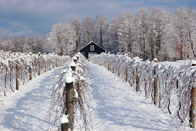 Niagara Wine Tour and Tastings with Transportation - The guide can make or break the day