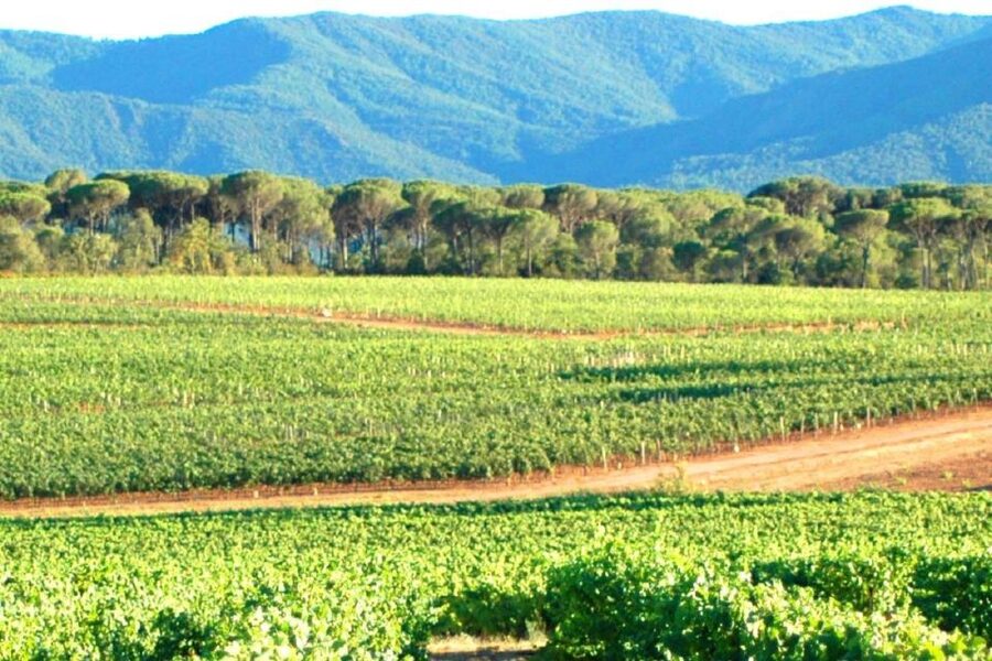 Nice: Full-Day Côtes de Provence Wine Tour - A 75-minute village pause for lunch