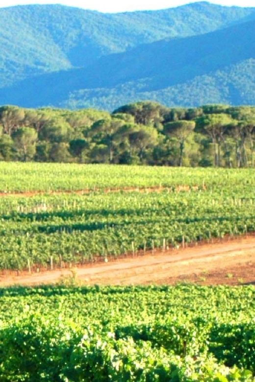 Nice: Full-Day Côtes de Provence Wine Tour - Is $194 good value for a full day?