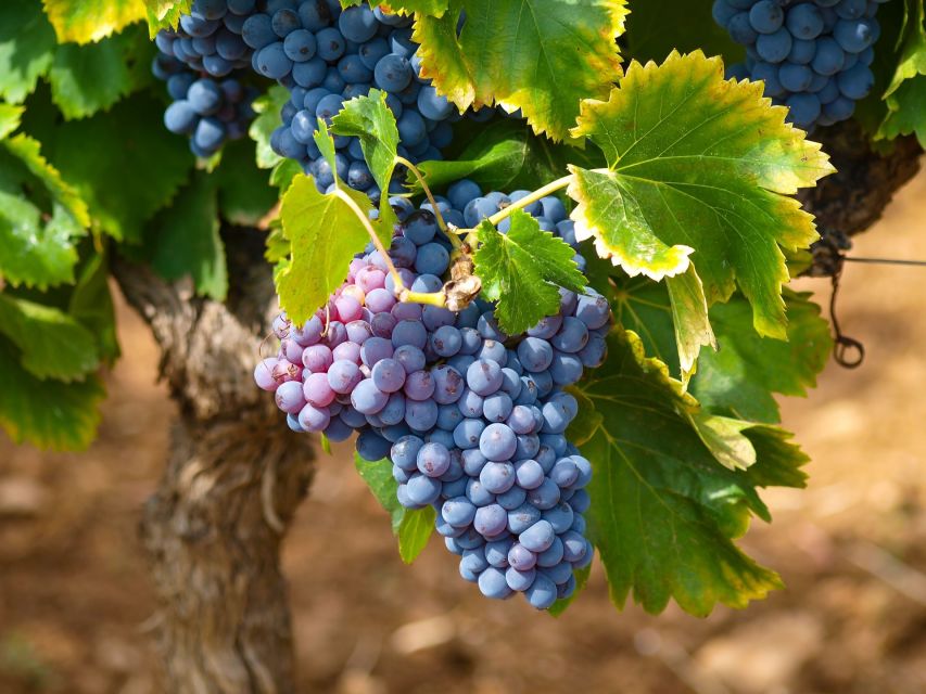 Nice: Half-Day Saint Paul de Vence and Wine Tasting Tour - Practical planning for a smoother visit