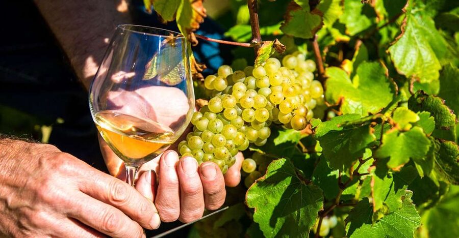 Nice: Provence Village Tour with Wine and Produce Tasting - Opio and the 15th-century olive mill